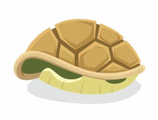 Turtle approach 3 5 20 3