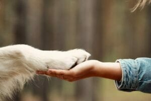 E-360 Edition 30: Seizure Assistance Dogs 2 Hand and paw